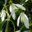  Dominique PORTAL - Galanthus nivalis L. [1753]