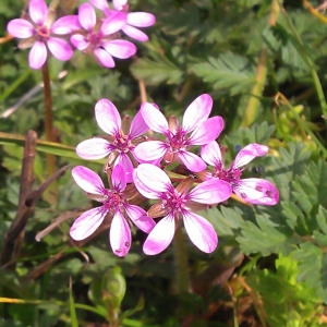 Erodium cicutarium (L.) L'Hér. subsp. cicutarium var. cicutarium