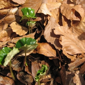 Photographie n°112316 du taxon Fagus sylvatica L. [1753]