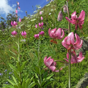 Photographie n°112322 du taxon Lilium martagon L.