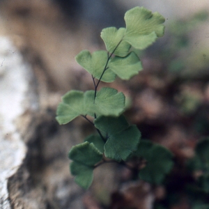 Photographie n°112348 du taxon Adiantum capillus-veneris L. [1753]