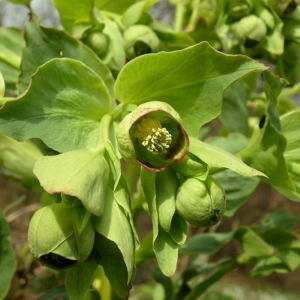 Photographie n°112353 du taxon Helleborus foetidus L. [1753]