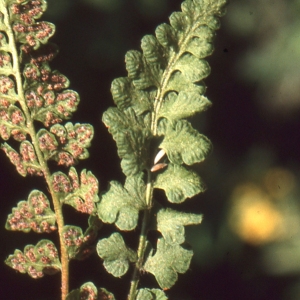 Woodsia alpina (Bolton) Gray (Woodsia des Alpes)