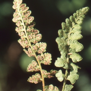  - Woodsia alpina (Bolton) Gray [1821]