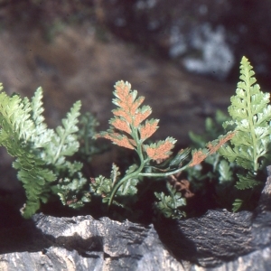 Photographie n°112359 du taxon Asplenium foreziense Magnier [1884]