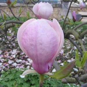 Magnolia ×soulangeana Soul.-Bod. (Magnolia de Chine)