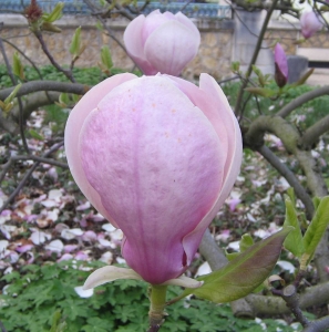 Jean Jacques BONNIN, le 19 avril 2012 (Nancy (villa Majorelle))