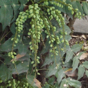 Photographie n°112443 du taxon Mahonia Nutt. [1818]