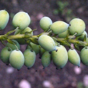 Photographie n°112449 du taxon Mahonia Nutt. [1818]