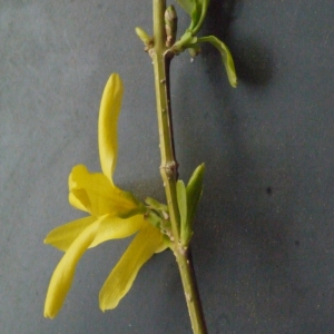 Photographie n°112453 du taxon Forsythia x intermedia Zabel [1885]