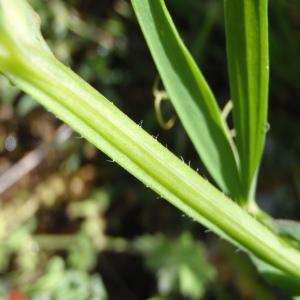 Photographie n°112466 du taxon Lathyrus cicera L. [1753]