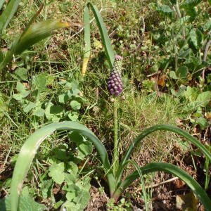 Photographie n°112497 du taxon Muscari comosum (L.) Mill. [1768]