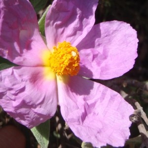 Photographie n°112505 du taxon Cistus albidus L. [1753]