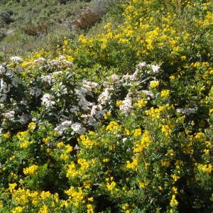 Photographie n°112510 du taxon Coronilla valentina subsp. glauca (L.) Batt. [1889]