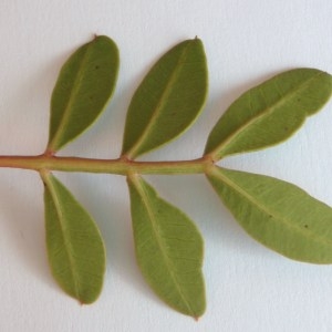  - Pistacia lentiscus L. [1753]