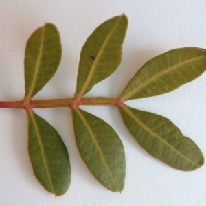  - Pistacia lentiscus L. [1753]