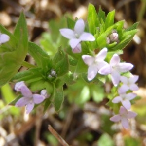 Photographie n°112516 du taxon Sherardia arvensis L. [1753]