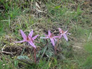 Serge ROSE, le  2 avril 2013 (Tauves (ribbes))