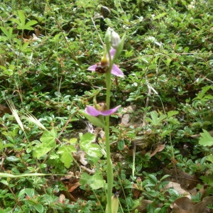 Photographie n°112538 du taxon Ophrys apifera Huds. [1762]