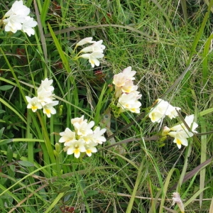  - Freesia alba (G.L.Mey.) Grumbl. [1896]