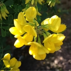 Photographie n°112553 du taxon Coronilla valentina L. [1753]