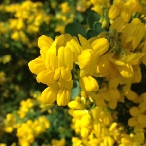 Photographie n°112554 du taxon Coronilla valentina L. [1753]