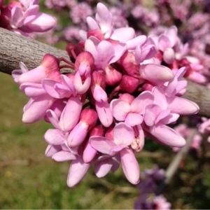 Cercis siliquastrum L. (Arbre de Judée)