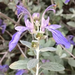 Photographie n°112576 du taxon Teucrium fruticans L. [1753]