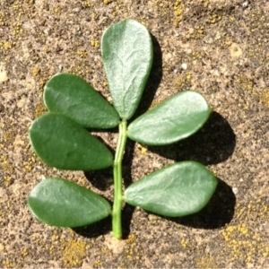 Photographie n°112578 du taxon Coronilla valentina L. [1753]