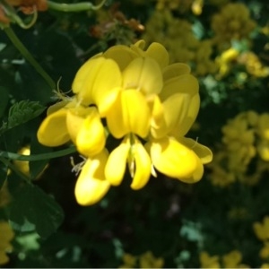 Photographie n°112642 du taxon Coronilla valentina L. [1753]