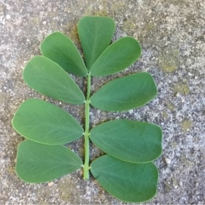 Photographie n°112644 du taxon Coronilla valentina L. [1753]