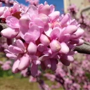 Photographie n°112646 du taxon Cercis siliquastrum L. [1753]