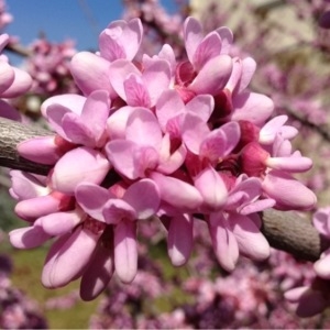 Photographie n°112648 du taxon Cercis siliquastrum L. [1753]