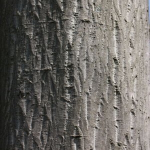 Photographie n°112683 du taxon Acer cappadocicum Gled. [1785]