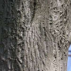 Photographie n°112684 du taxon Acer cappadocicum Gled. [1785]