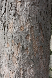 Hervé GOËAU, le  7 avril 2013 (Paris (Jardin des Plantes))