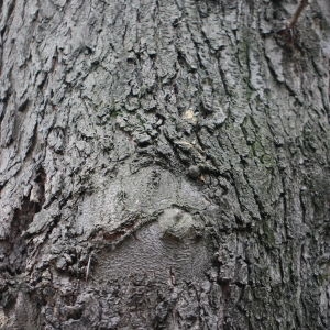 Photographie n°112724 du taxon Gleditsia triacanthos L. [1753]