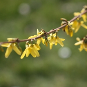 Photographie n°112733 du taxon Forsythia suspensa (Thunb.) Vahl [1804]