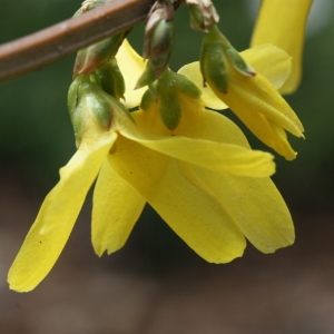 Photographie n°112734 du taxon Forsythia suspensa (Thunb.) Vahl [1804]