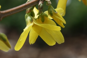 Hervé GOËAU, le  7 avril 2013 (Paris (Jardin des Plantes))