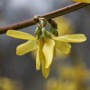 Photographie n°112736 du taxon Forsythia suspensa (Thunb.) Vahl [1804]