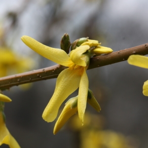 Photographie n°112737 du taxon Forsythia suspensa (Thunb.) Vahl [1804]