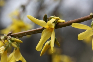 Hervé GOËAU, le  7 avril 2013 (Paris (Jardin des Plantes))