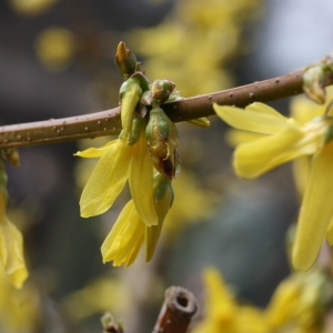 Photographie n°112739 du taxon Forsythia suspensa (Thunb.) Vahl [1804]