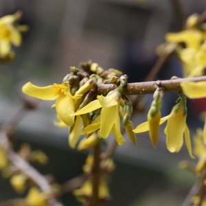 Photographie n°112741 du taxon Forsythia suspensa (Thunb.) Vahl [1804]