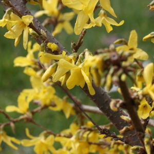 Photographie n°112743 du taxon Forsythia suspensa (Thunb.) Vahl [1804]