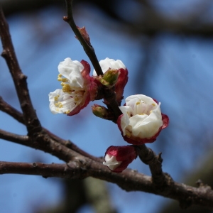 Photographie n°112757 du taxon Prunus armeniaca L. [1753]
