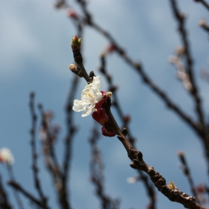Photographie n°112759 du taxon Prunus armeniaca L. [1753]