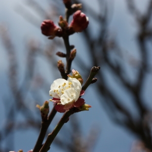 Photographie n°112760 du taxon Prunus armeniaca L. [1753]