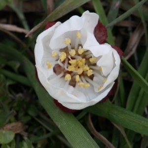 Photographie n°112763 du taxon Prunus armeniaca L. [1753]